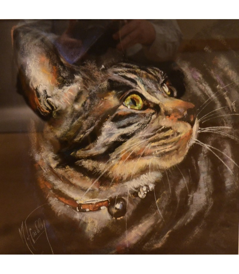 Chat Tigre Chat Tigre